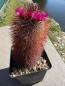 Preview: Mammillaria spinosissima